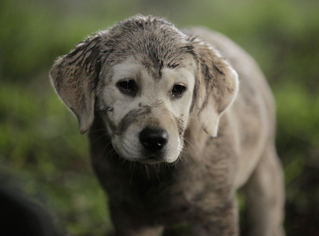 Budweiser Puppy Faces a Wolf in Lost Dog Super Bowl XLIX Ad?Can the ...