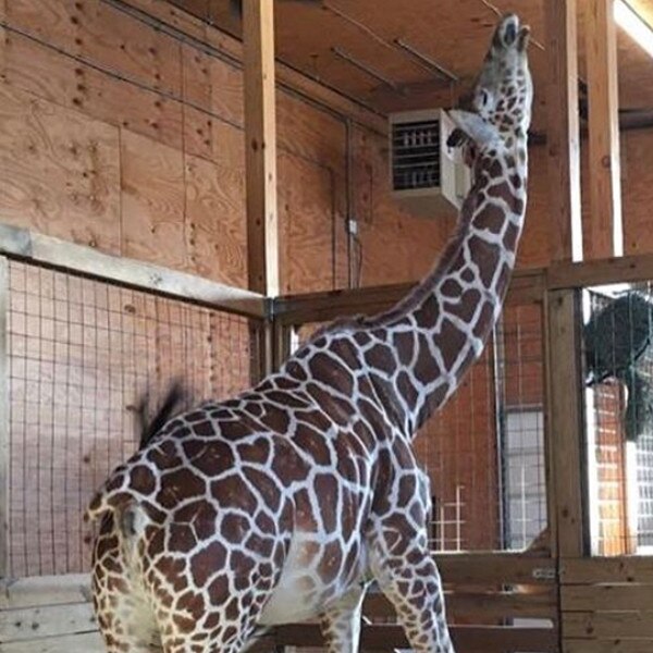 April the Giraffe