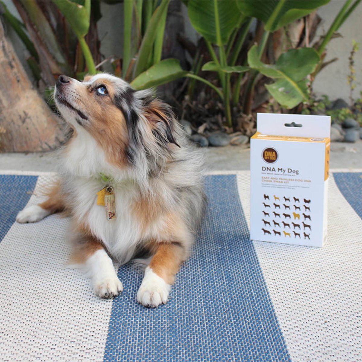 Ecomm, Pet DNA