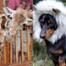 Lil Bub, Crusoe the Celebrity Dachshund, April the Giraffe