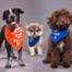 Puppy Bowl XVI, Aspen, Bobby, Theodore