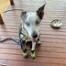 Bear the Dog