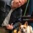 Jesse Tyler Ferguson, Modern Family Dog