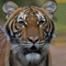 Malayan Tiger, Bronx Zoo 2020