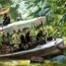 Jungle Cruise at Disneyland Park and Magic Kingdom Park