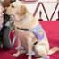 Gofi LaVant, Service Dog, 2021 Oscars, Red Carpet Fashion